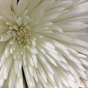 Meet your Posher, Mill